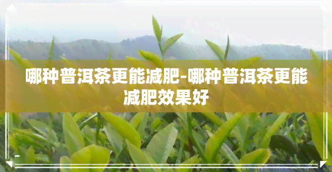 哪种普洱茶更能减肥-哪种普洱茶更能减肥效果好