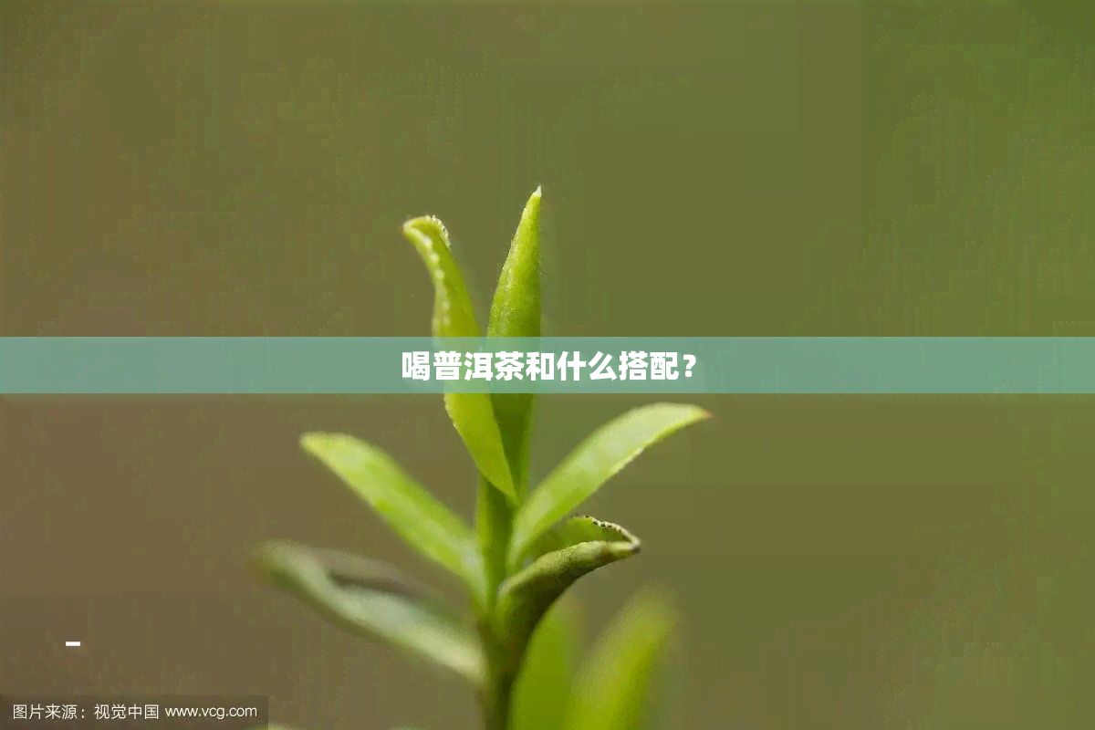 喝普洱茶和什么搭配？