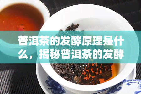 普洱茶的发酵原理是什么，揭秘普洱茶的发酵原理：一探茶叶背后的奥秘