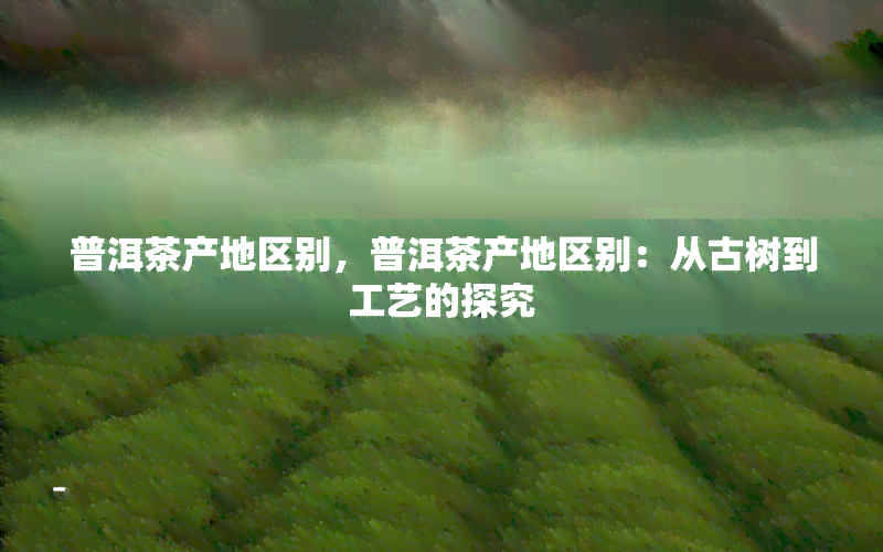 普洱茶产地区别，普洱茶产地区别：从古树到工艺的探究