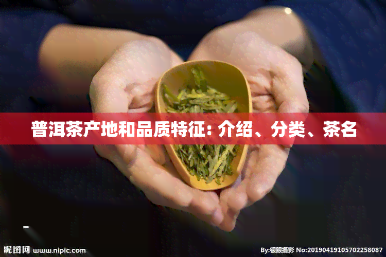 普洱茶产地和品质特征: 介绍、分类、茶名