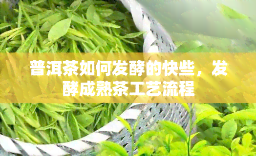 普洱茶如何发酵的快些，发酵成熟茶工艺流程