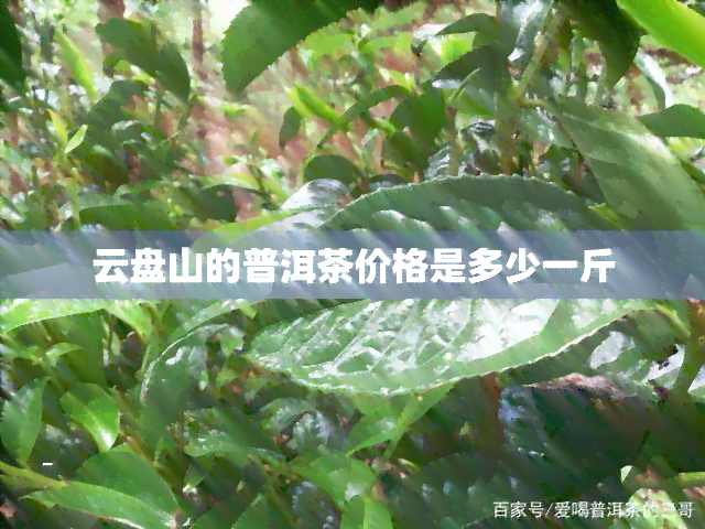 云盘山的普洱茶价格是多少一斤