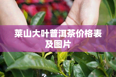 莱山大叶普洱茶价格表及图片