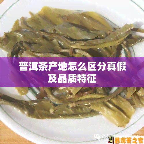 普洱茶产地怎么区分真假及品质特征