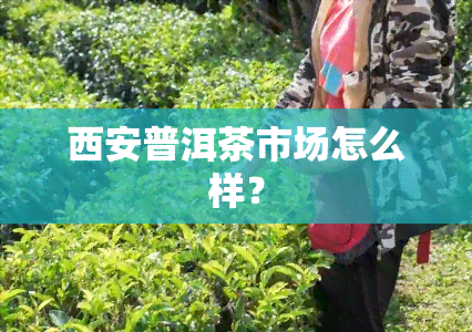 西安普洱茶市场怎么样？