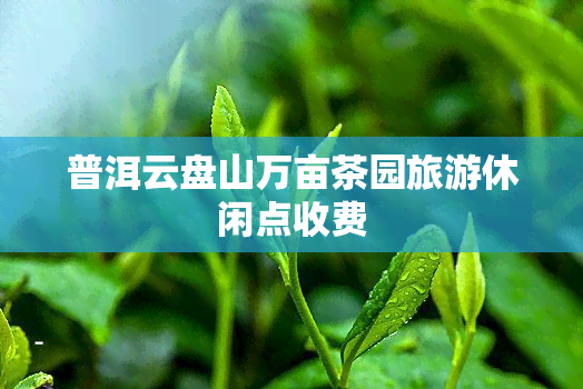 普洱云盘山万亩茶园旅游休闲点收费