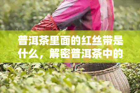 普洱茶里面的红丝带是什么，解密普洱茶中的红丝带：究竟是什么？