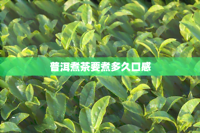 普洱煮茶要煮多久口感