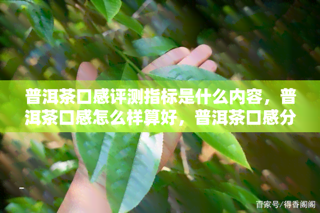 普洱茶口感评测指标是什么内容，普洱茶口感怎么样算好，普洱茶口感分类