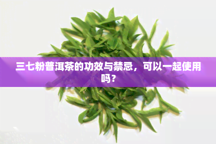 三七粉普洱茶的功效与禁忌，可以一起使用吗？