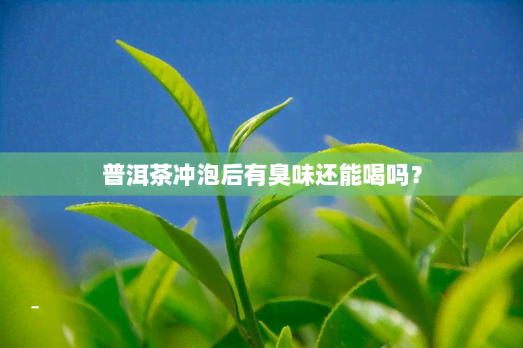 普洱茶冲泡后有臭味还能喝吗？