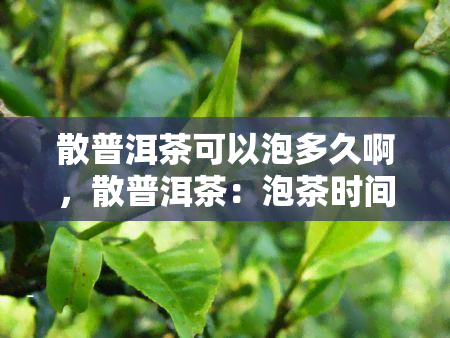 散普洱茶可以泡多久啊，散普洱茶：泡茶时间究竟是多久？