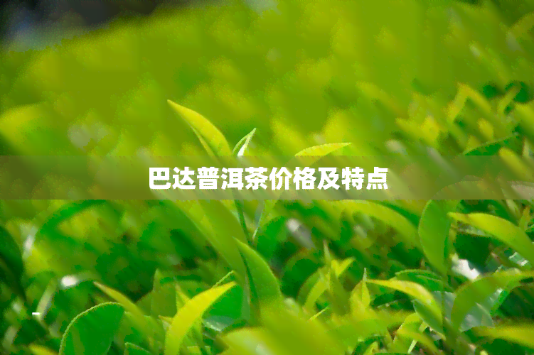 巴达普洱茶价格及特点