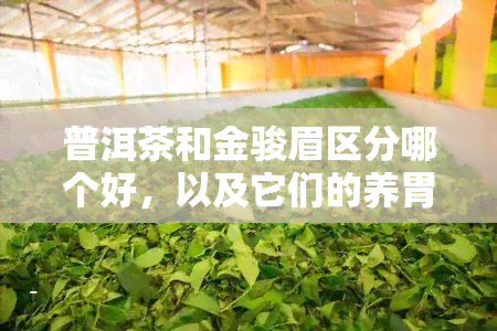 普洱茶和金骏眉区分哪个好，以及它们的养胃效果