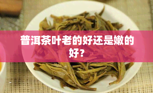 普洱茶叶老的好还是嫩的好？