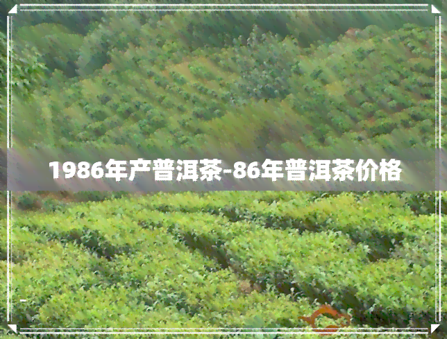 1986年产普洱茶-86年普洱茶价格