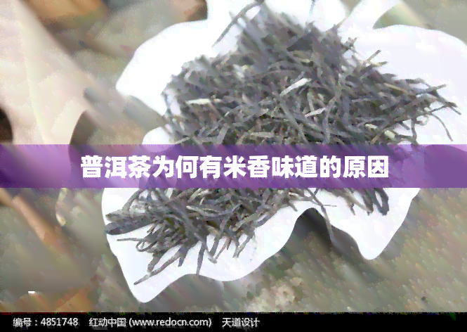 普洱茶为何有米香味道的原因