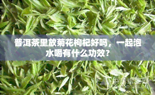 普洱茶里放菊花枸杞好吗，一起泡水喝有什么功效？