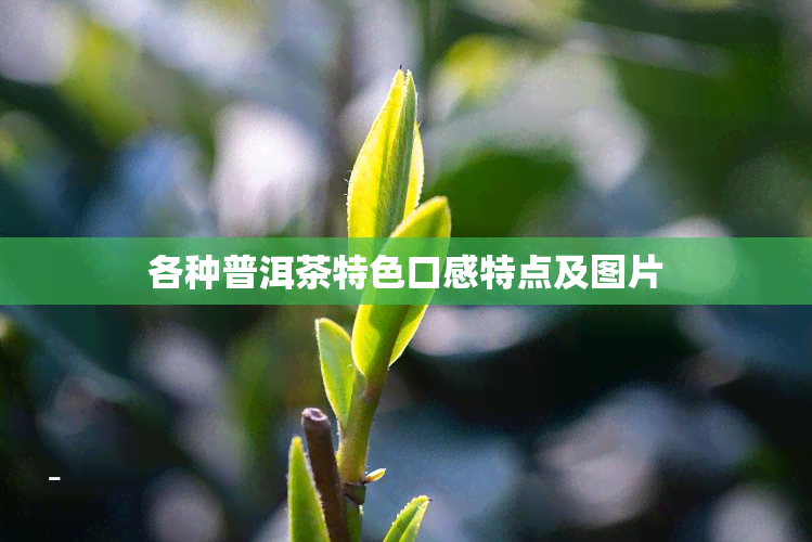 各种普洱茶特色口感特点及图片