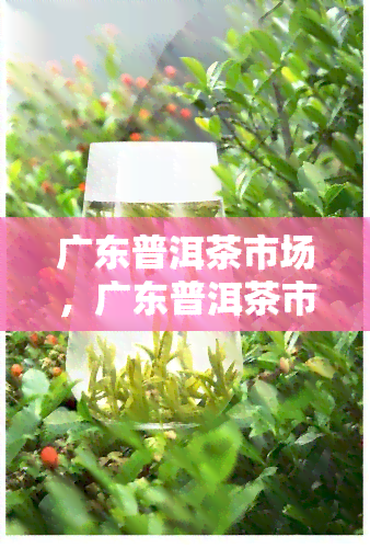 广东普洱茶市场，广东普洱茶市场：茶叶之乡的独特风采