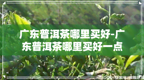 广东普洱茶哪里买好-广东普洱茶哪里买好一点