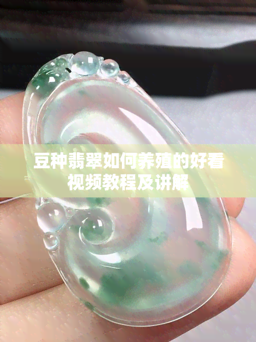 豆种翡翠如何养殖的好看视频教程及讲解