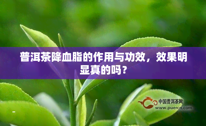 普洱茶降血脂的作用与功效，效果明显真的吗？