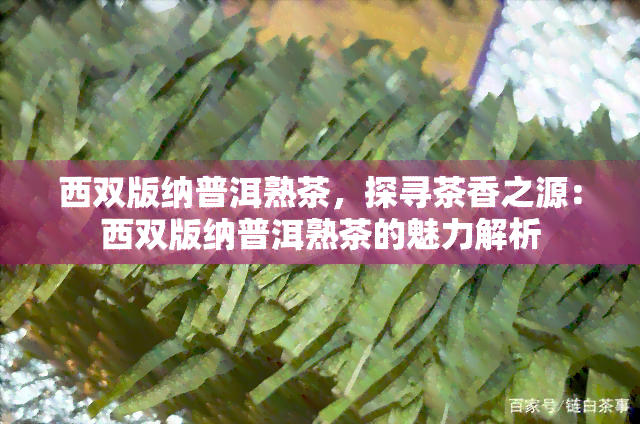 西双版纳普洱熟茶，探寻茶香之源：西双版纳普洱熟茶的魅力解析