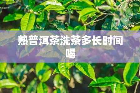 熟普洱茶洗茶多长时间喝