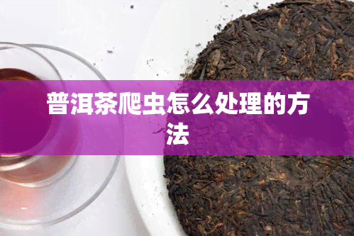 普洱茶爬虫怎么处理的方法