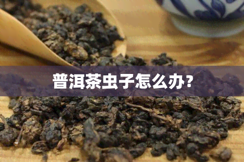 普洱茶虫子怎么办？