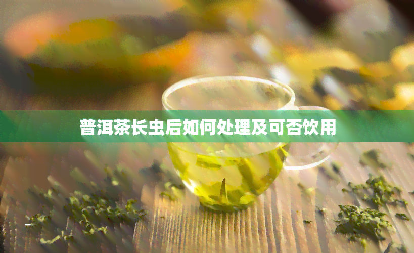 普洱茶长虫后如何处理及可否饮用