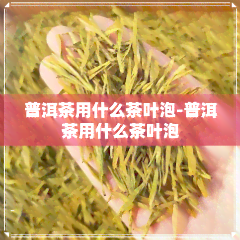 普洱茶用什么茶叶泡-普洱茶用什么茶叶泡