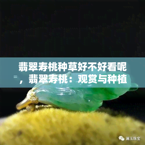 翡翠寿桃种草好不好看呢，翡翠寿桃：观赏与种植指南