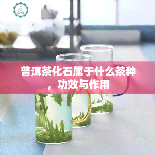 普洱茶化石属于什么茶种，功效与作用