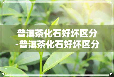 普洱茶化石好坏区分-普洱茶化石好坏区分图片