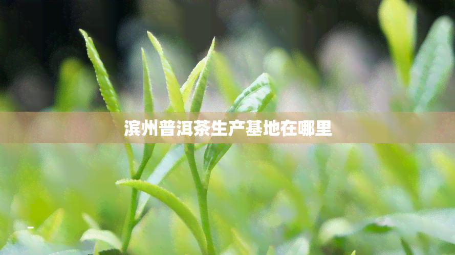 滨州普洱茶生产基地在哪里