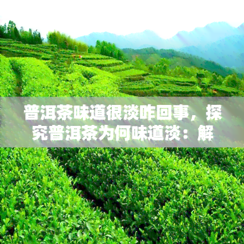 普洱茶味道很淡咋回事，探究普洱茶为何味道淡：解析茶叶品质与饮用方法