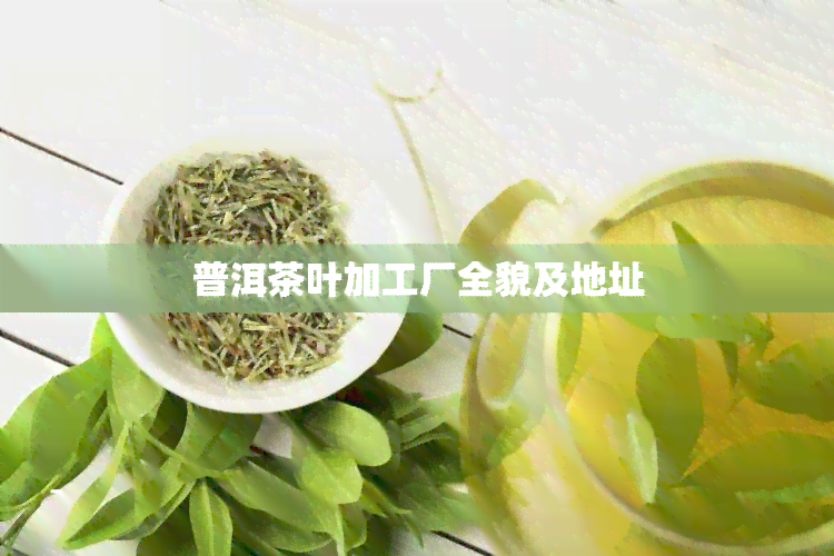 普洱茶叶加工厂全貌及地址