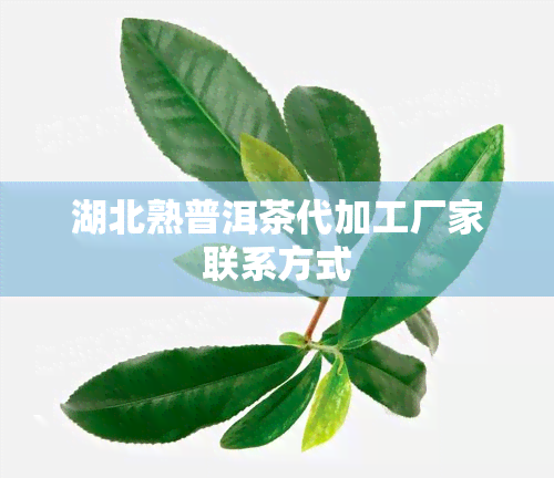 湖北熟普洱茶代加工厂家联系方式