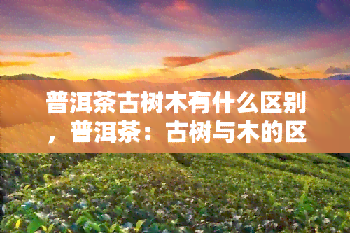 普洱茶古树木有什么区别，普洱茶：古树与木的区别揭秘