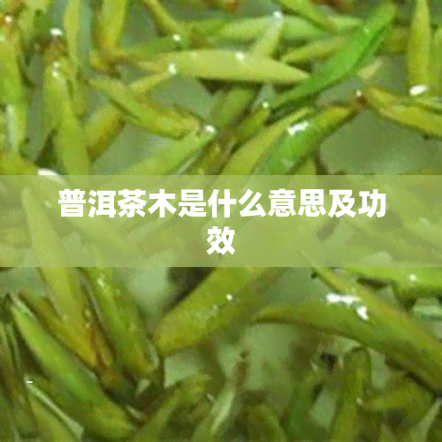 普洱茶木是什么意思及功效