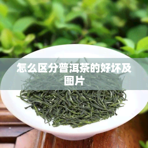 怎么区分普洱茶的好坏及图片