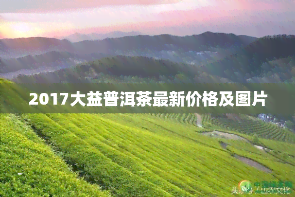 2017大益普洱茶最新价格及图片