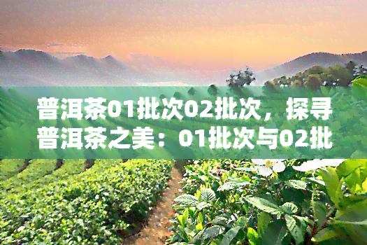 普洱茶01批次02批次，探寻普洱茶之美：01批次与02批次的比较