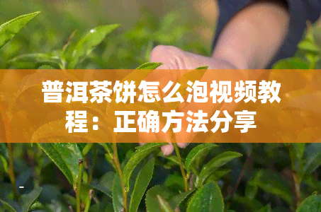 普洱茶饼怎么泡视频教程：正确方法分享