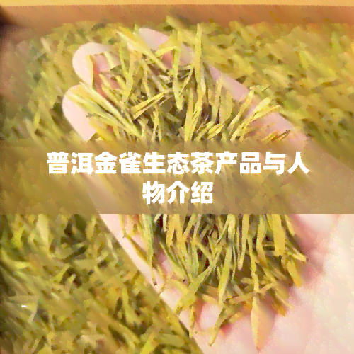 普洱金雀生态茶产品与人物介绍