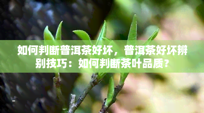 如何判断普洱茶好坏，普洱茶好坏辨别技巧：如何判断茶叶品质？