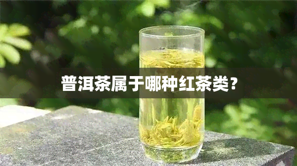 普洱茶属于哪种红茶类？